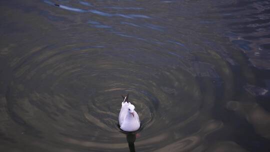 水面等待投喂的海鸥
