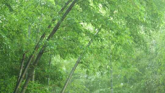 竹林竹叶禅意下雨天唯美空镜