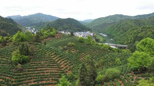 安徽太平县太平猴魁茶园