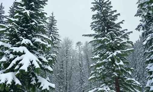 冬天下雪唯美雪天雪松雪挂树枝 (5)