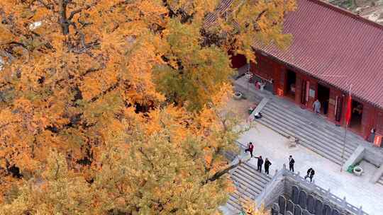 航拍平顶山文殊寺银杏