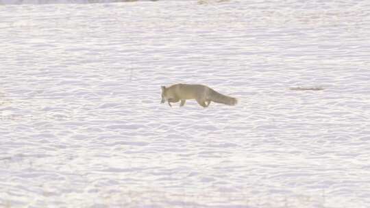 4K雪地狐狸 赤狐视频素材模板下载