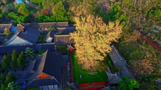 西安古观音禅寺千年银杏树视频素材模板下载