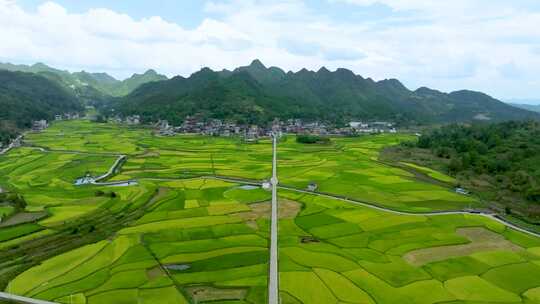 航拍农业乡村稻田水稻种植基地