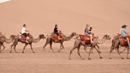 敦煌沙漠骆驼视频素材模板下载