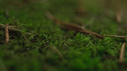 森林中的苔藓