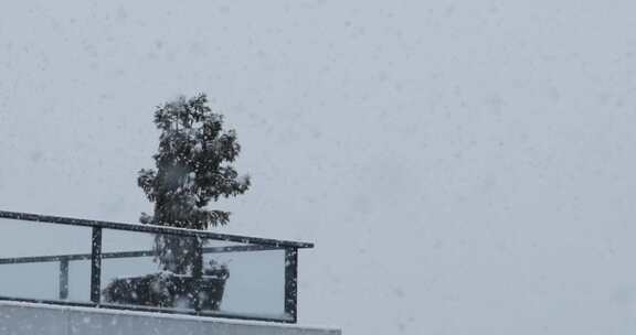 降雪，阳台，树，雪