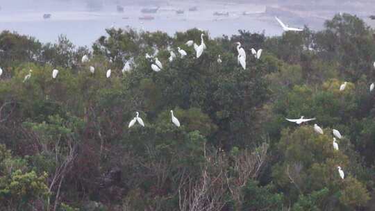 海陵岛瓦晒湾网红赶海圣地白鹭航拍