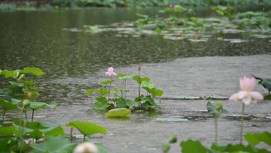 夏天实拍高清素材荷花雨荷