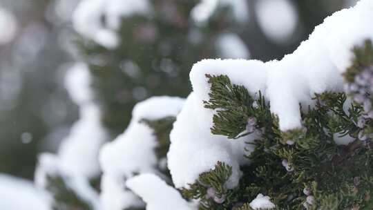 冬天下雪唯美雪景松树枝头被雪覆盖