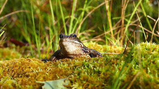 长满苔藓的土壤上的青蛙
