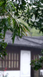 雨中古建筑旁的带水珠竹叶