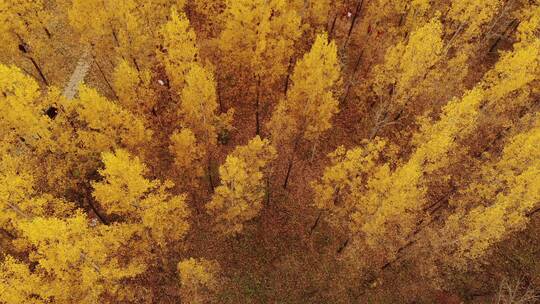 秋天杨树黄叶落叶视频素材模板下载
