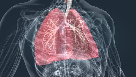 肺呼吸肺活量深呼吸支气管医学特效三维动画视频素材模板下载