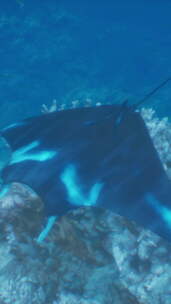 曼塔·雷游过蓝色的水