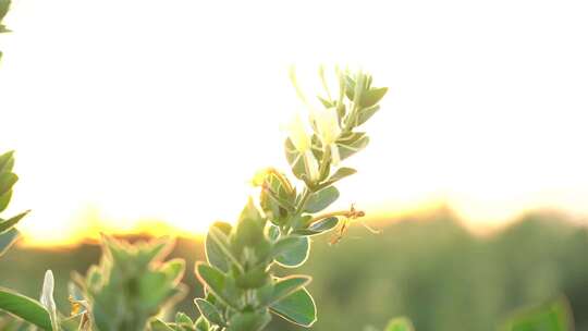 金银花 金银花种植 金银花收获