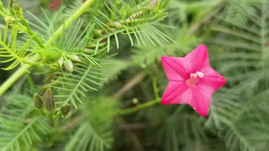 茑萝花卉