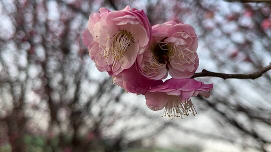 春天盛开的花朵特写