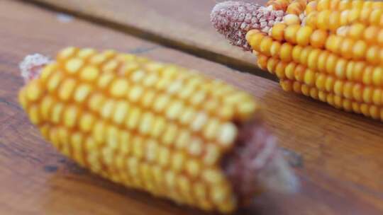 玉米地玉米农业种植粮食