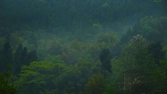 川雨季云海 山 雾气 森林 大自然