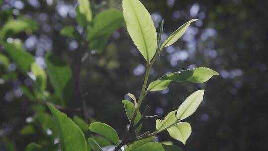 白年古树茶特写