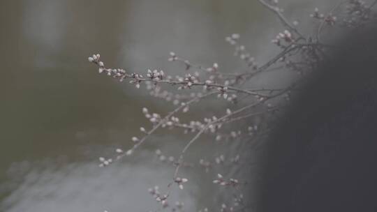 水面的桃花花苞特写LOG