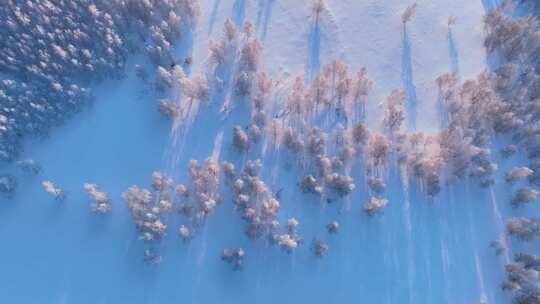 冬季白桦林雪景