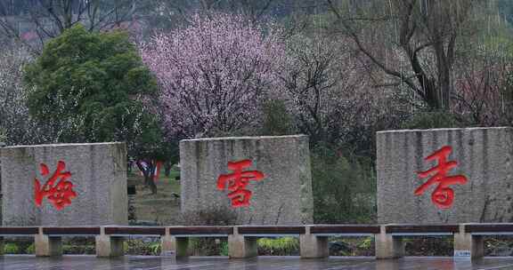 苏州香雪海春天梅花