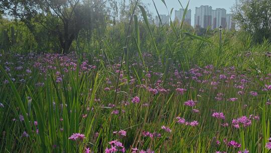 紫金花视频公园里成片的紫金花和特写镜头