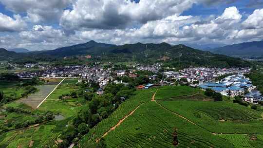 北方茶园采茶精准扶贫美丽乡村青岛茶园