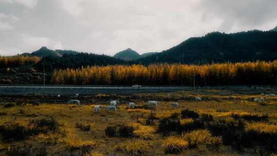 秋天航拍原始森林 树木 秋色 羊群