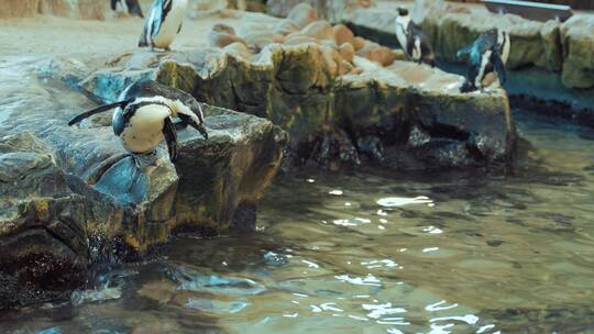 从石头上跳进水里的企鹅视频素材模板下载