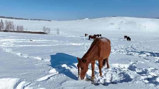 雪地牧场马群