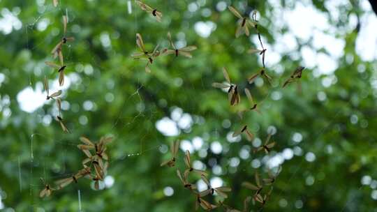 下雨天飞蛾被蜘蛛网困住