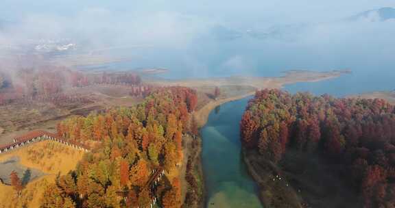 浙江省余姚梁弄镇四明湖水杉林湿地秋色