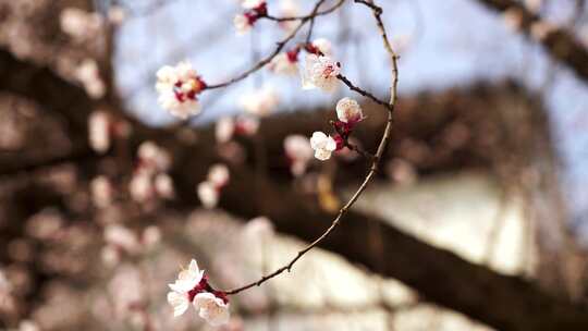 春天盛开的白色杏花
