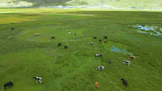 草原上的牛儿在吃草视频素材模板下载