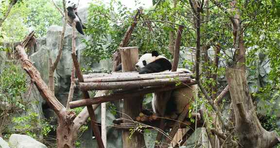 可爱的大熊猫幼崽找妈妈