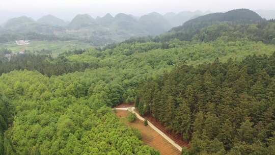 森林林下种植视频素材模板下载