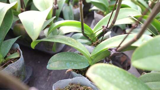 大棚种植蝴蝶兰 大棚种植花卉 花卉种植