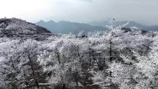 泰山之巅，春日雾凇