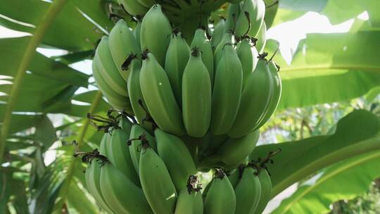 绿色的香蕉叶和未成熟的果实