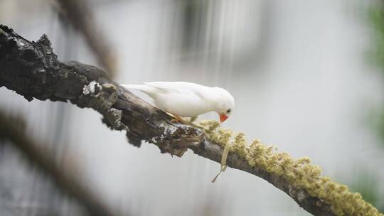 捕食的鸟