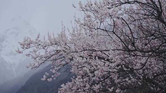 西藏林芝雪山下盛开的桃花