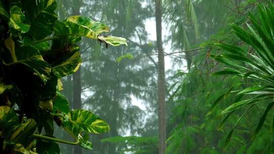 空灵空境森林雨景