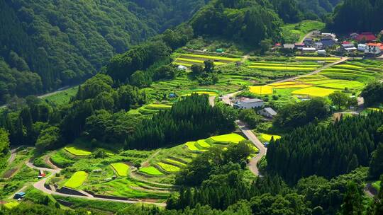 4K实拍乡村秋季景色稻田秋色丰收景色