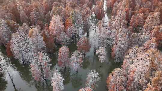 航拍南京六合池杉湖秋景