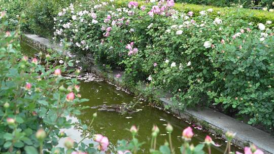 花园园艺园林月季园玫瑰花池塘溪水