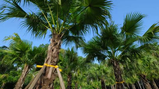 唯美夏天阳光高大的棕榈树林
