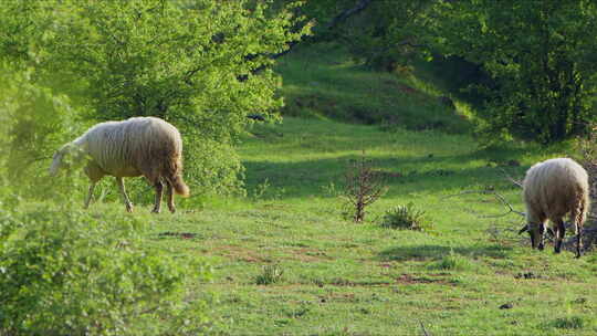 羊在绿色草地上吃草